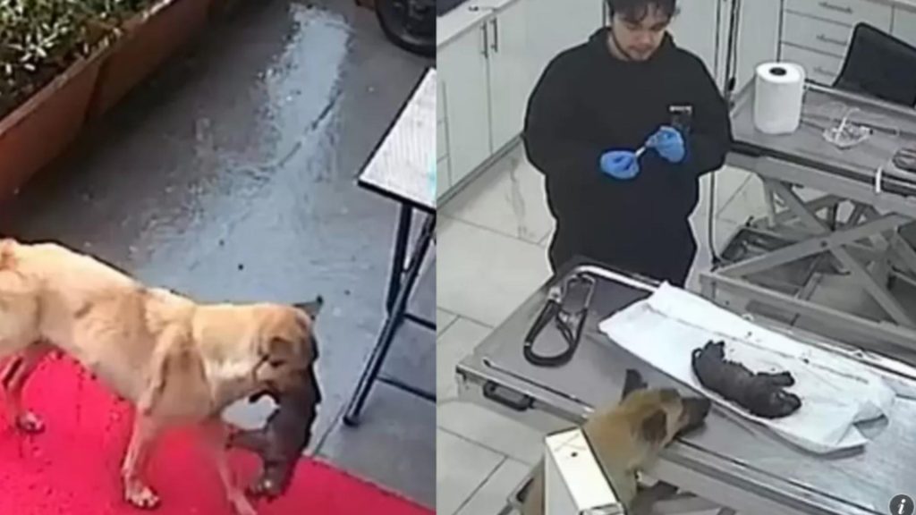 Catelusa eroina si puiul ei la veterinar