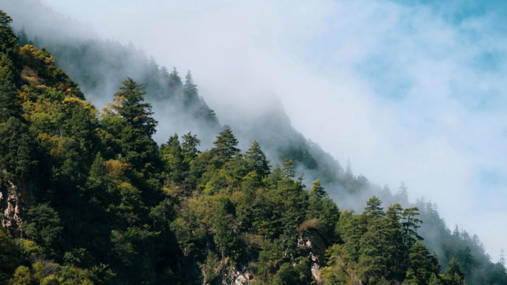 Romania pierde proces la CEDO retrocedarea padurilor obligatorie